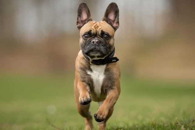 Stocky and full of character, French Bulldogs have soared in popularity in recent years. However, they are the third most stolen pup, with 110 thefts recorded.