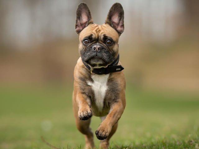 The 11 dog breeds most likely to be stolen in the UK, and how to ...