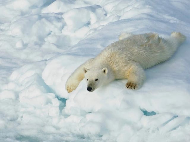 A polar bear enjoys some afternoon fun sliding down the icebergs into the Beaufort Sea in Canada, captured by Tatyana Gorodetsky