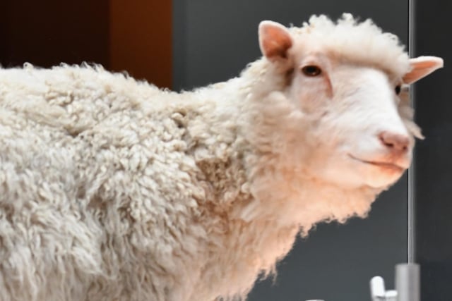 Dolly the sheep was the first ever cloned mammal as part of an experiment by associates of the Roslin Institute, part of the University of Edinburgh.