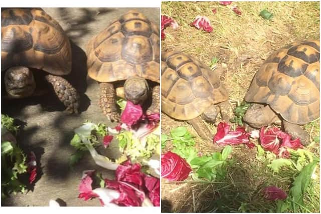 The pair of tortoises that were stolen from their home in Craigentinny, Edinburgh, on the morning of May 25
