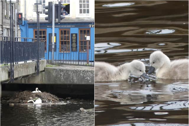 The swans and their cygnets were seen in the Water of Leith.