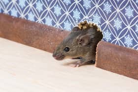 According to an Edinburgh-based pest control company, the city has seen a 54 per cent increase in house mice this year alone