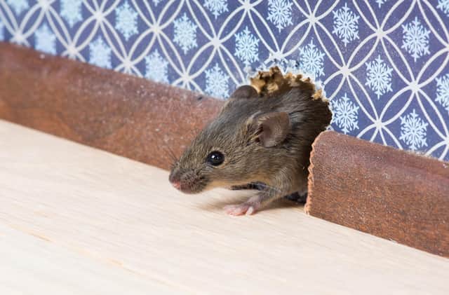 According to an Edinburgh-based pest control company, the city has seen a 54 per cent increase in house mice this year alone