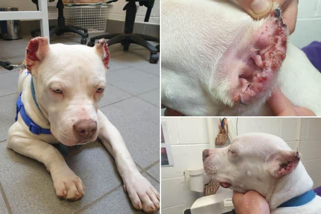Edinburgh crime news: Woman banned from owning more than one dog after failing to seek veterinary treatment when bulldog’s ears illegally cropped