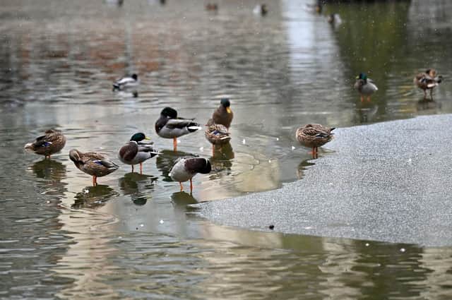 Ducks have been turning their beaks up at Susan's offerings (Picture: Gabriel Bouys/AFP via Getty Images)