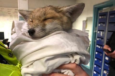 Abandoned baby fox rescued by police in Edinburgh