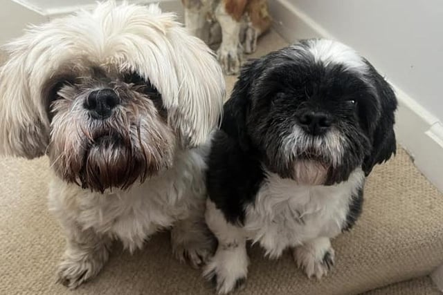 Gill Eastgate sent in this adorable photo of her dogs Stanley and his little sister Lou Lou, who we rescued from a puppy farm about four months ago. Too cute!