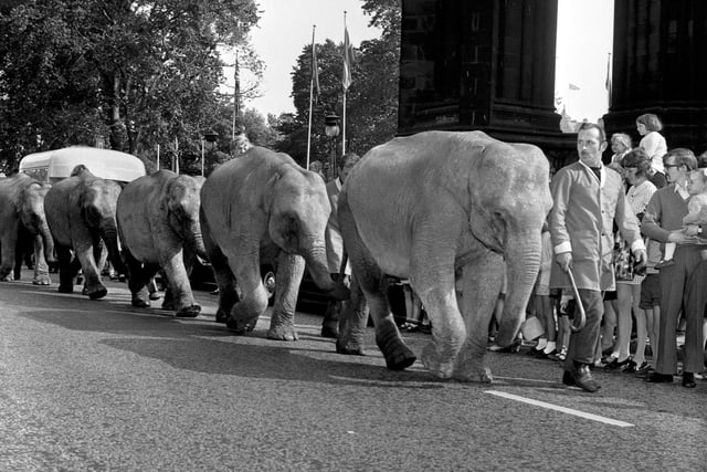 The Elephant Walk - elephants from Robert Brothers' circus link trunks and tails in the procession along Princes Street in September 1971.