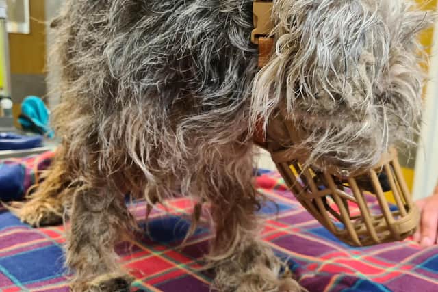 Scottish SPCA appeal for information after abandoned dog in West Lothian had to be put to sleep