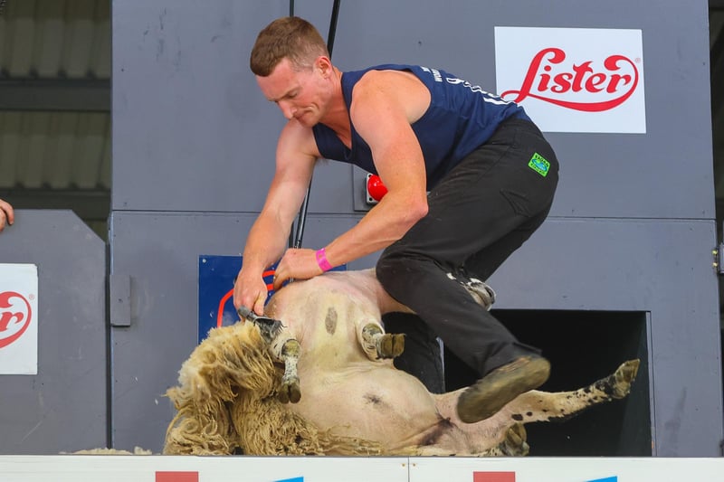 Sheep shearing at the Royal Highland Show was disrupted when animal rights protesters stormed the stage during the competition and glued themselves to stalls.  They claimed the competition causes sheep to be 'visibly stressed and uncomfortable, purely for our entertainment'.