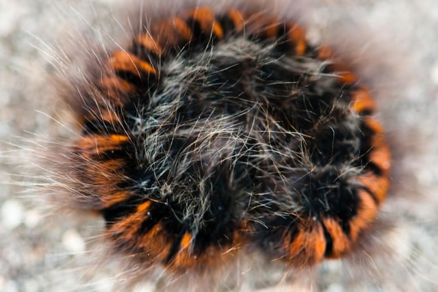If you are walking across a patch of Scottish moorland this July, keep an eye on the ground for one of our most impressively furry caterpillars. The Fox Morth larvae, affectionately known as a woolly bear' is widespread, often spotted crossing paths, and will curl up into a tightly-coiled circle if frightened.