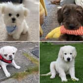 These might just be some of the most adorable puppies in Edinburgh and the Lothians.