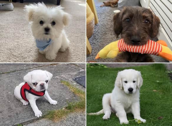 These might just be some of the most adorable puppies in Edinburgh and the Lothians.