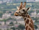 The Royal Zoological Society of Scotland (RZSS) has launched a new giraffe webcam to thank everyone who supported Edinburgh Zoo’s Giraffe About Town trail this summer.