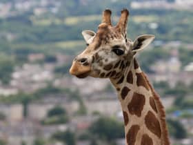 The Royal Zoological Society of Scotland (RZSS) has launched a new giraffe webcam to thank everyone who supported Edinburgh Zoo’s Giraffe About Town trail this summer.