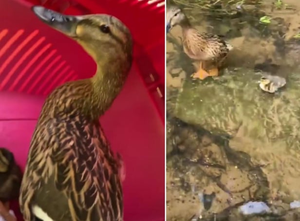WATCH: Heartwarming video shows mother duck with her ducklings being released back in the River Tyne after being rescued from Haddington shop