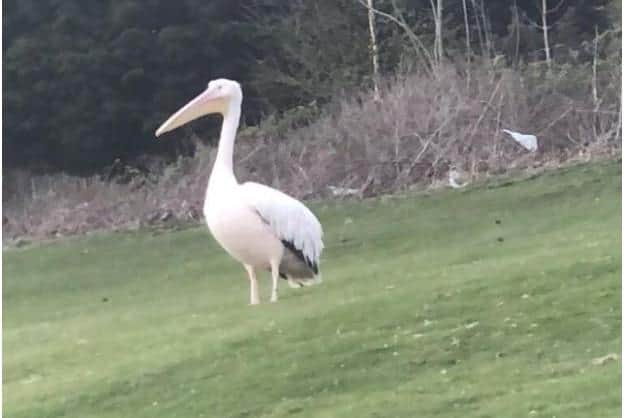 A pelican escaped from Edinburgh Zoo earlier in lockdown.