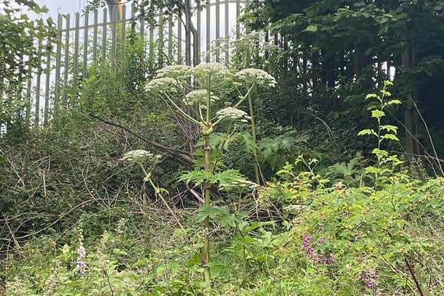 Giant hogweed can grow several metres in height.