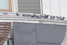 Pigeons have been a persistent problem at the Scottish Parliament.  Photo: Ian Georgeson