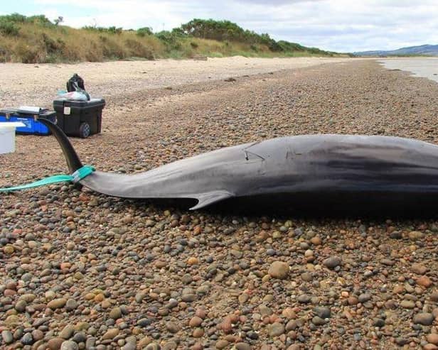 One of two Sowerby's Beaked Whales which died after stranding on Scotland's shores
Pic: SMASS