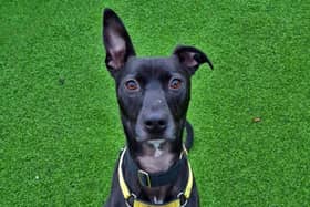 Larry is staying at the Dogs Trust West Calder. A true attention-seeker, he would like to be the sole pet in his new home where he can relish the spotlight