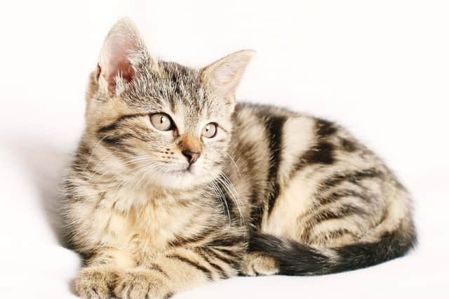 Westport Veterinary Clinic in Linlithgow, Edinburgh and South Queensferry is only vaccinating kittens requiring a second vaccination and giving year old outdoor cats a boost vaccination due to a 'national cat vaccine shortage.'