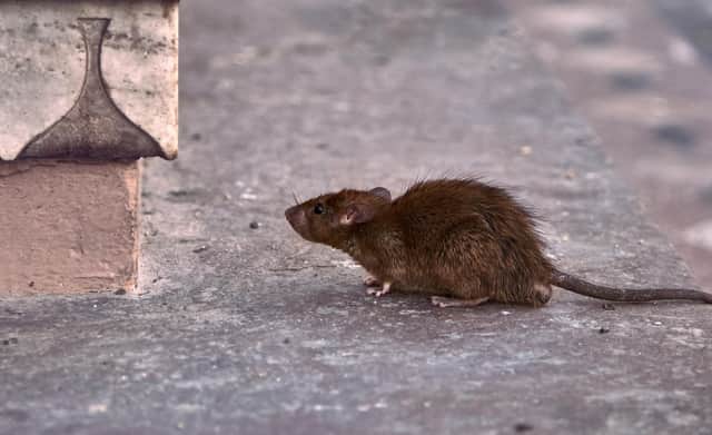 Pest control professionals have noted an increase in the number of rats in the Edinburgh area.