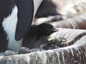 The first penguin chick of the season has been born at Edinburgh Zoo