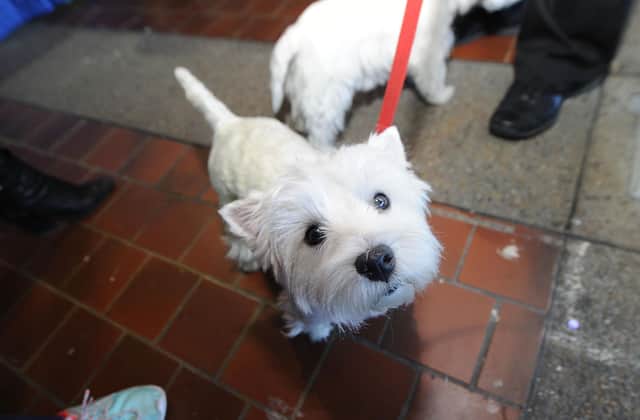A West Highland Terrier, aka a 'funny wee thing', is not to be confused with Susan Morrison (Picture: Brad Barket/Getty Images)