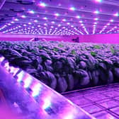 Intelligent Growth Solutions (IGS) is developing new forms of energy and space-efficient farming