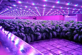 Intelligent Growth Solutions (IGS) is developing new forms of energy and space-efficient farming