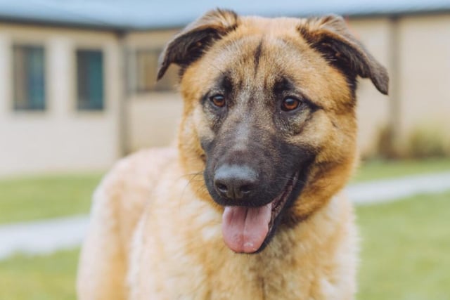 One of two sisters, Enda is a nine month old German Shepard crossbreed who loves playtime more than anything else. She might be able to live with another dog if they're introduced properly, but may be a bit too bouncy for a cat. Currently, she's reserved for viewing.