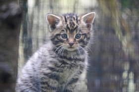 A critically endangered Scottish wildcat kitten born at Royal Zoological Society of Scotland’s (RZSS) Highland Wildlife Park
