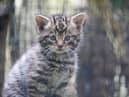 A critically endangered Scottish wildcat kitten born at Royal Zoological Society of Scotland’s (RZSS) Highland Wildlife Park