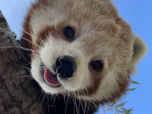 Edinburgh Zoo has confirmed the death of red panda Kitty.