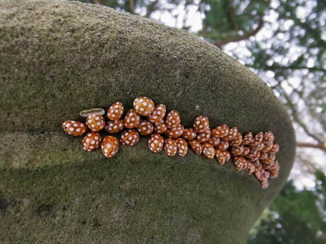 Magnus Fleetwood, aged 5, took a picture of this loveliness of ladybirds which he spotted in East Lothian picture: Magnus Fleetwood