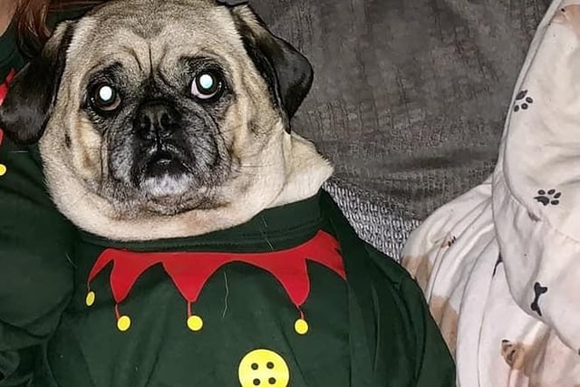 David Buchanan shared a photo of his pup dressed up like an elf.