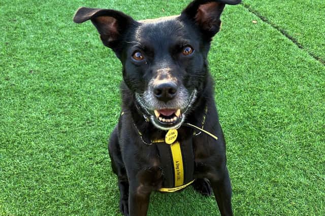 Edinburgh rescue dog Tara is looking for her forever home at Dogs Trust West Calder