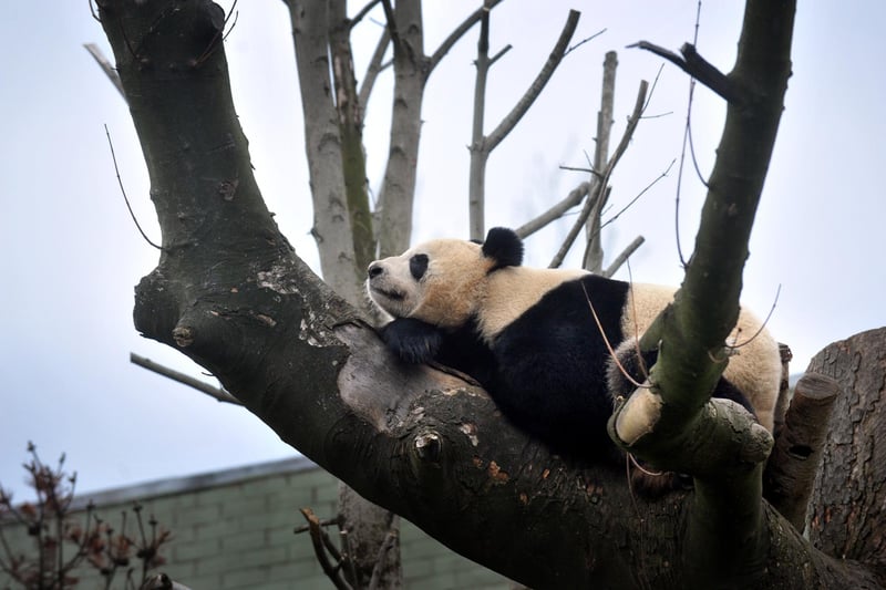 Giant Panda Tian Tian enjoys a nap in a tree in her enclosure at Edinburgh Zoo.