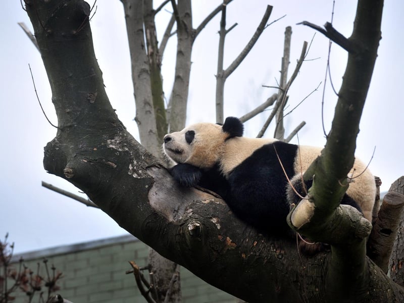 Giant Panda Tian Tian enjoys a nap in a tree in her enclosure at Edinburgh Zoo.