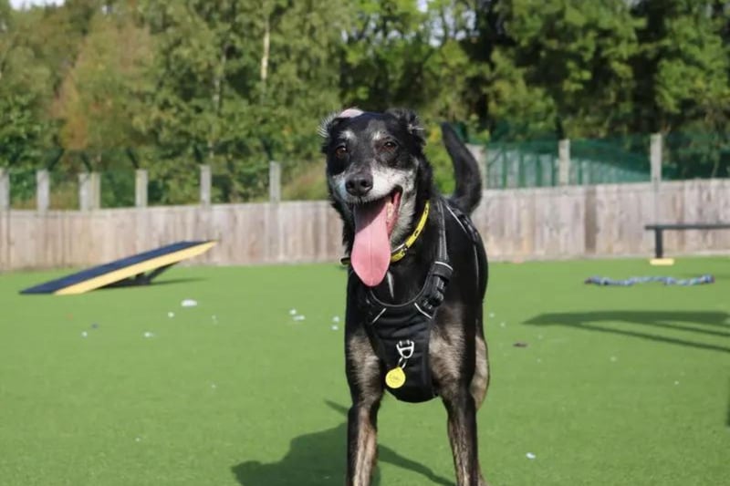 Loki is a handsome six-year-old crossbreed who is looking for a forever home. In his previous home, the friendly chap was famous in his street as he loves saying hello to everyone. Loki is looking to have a secure garden with a 6ft fence to have somewhere to zoom around as he doesn't have any recall, and he has a very high prey drive. He is able to be left alone for up to 4 hours a day and can share his home with children aged 12 years and over. Loki is a friendly fella who is really sweet and goofy and will make a fabulous family dog.
