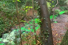 The burn at the Newhailes estate was glowing green after engineers from Scottish Water added a dye to test for pollutants.