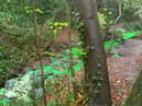 The burn at the Newhailes estate was glowing green after engineers from Scottish Water added a dye to test for pollutants.