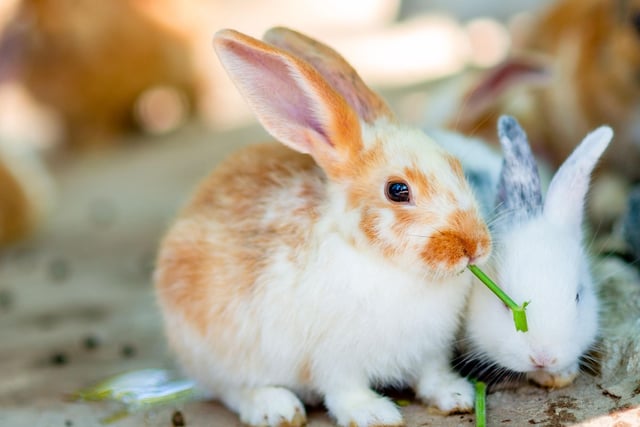 There's no shortage of rascally rabbits in the UK. They are the most popular small mammal by far, with 2.4 per cent of households having at least one.
