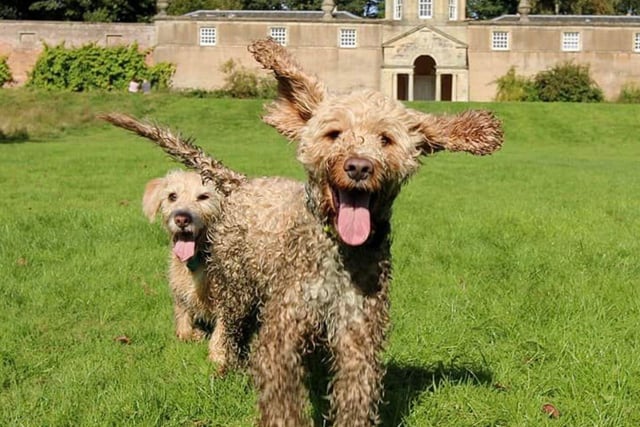 Jackie's two energetic pups run to the camera with their tongues wagging as they enjoy the sun.