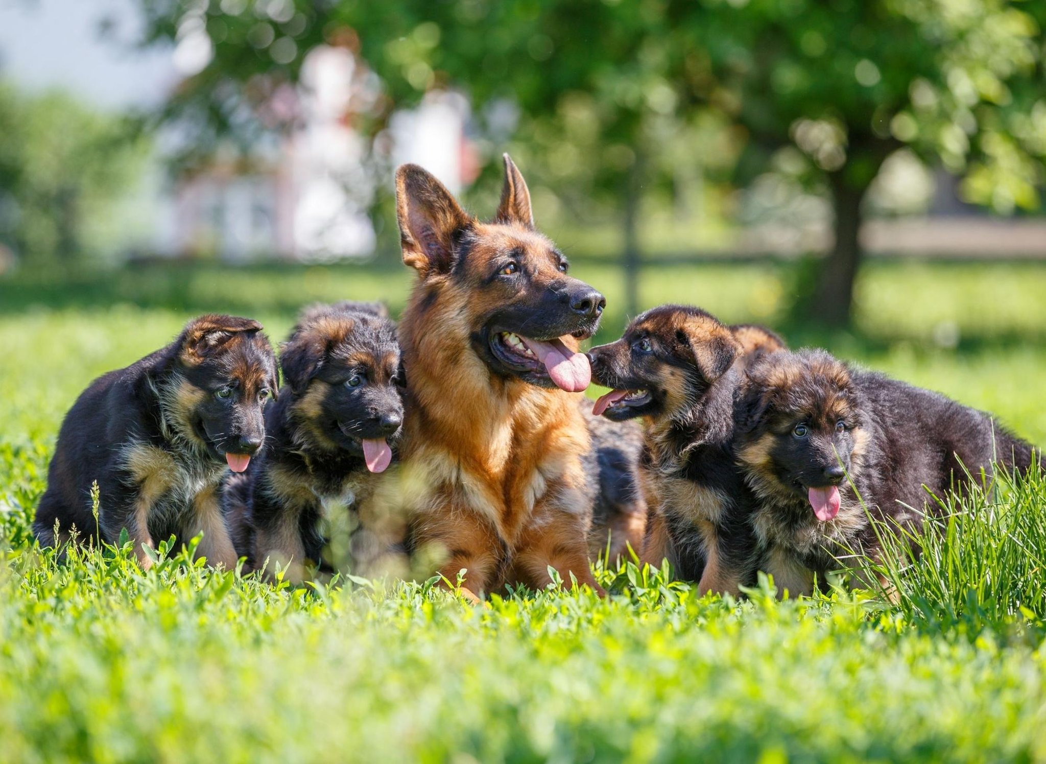 Here are the 10 most popular puppy names for German Shepherds | Edinburgh  News