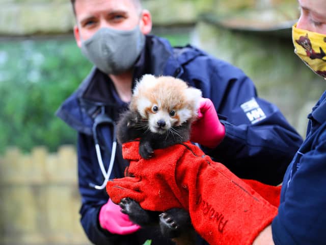 Ruby was born in July at the Royal Zoological Society of Scotland's (RZSS) Edinburgh Zoo.