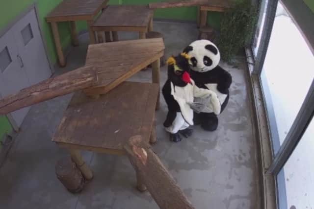 Panda and penguin enjoying a read of Edinburgh Evening News at Edinburgh Zoo picture: supplied