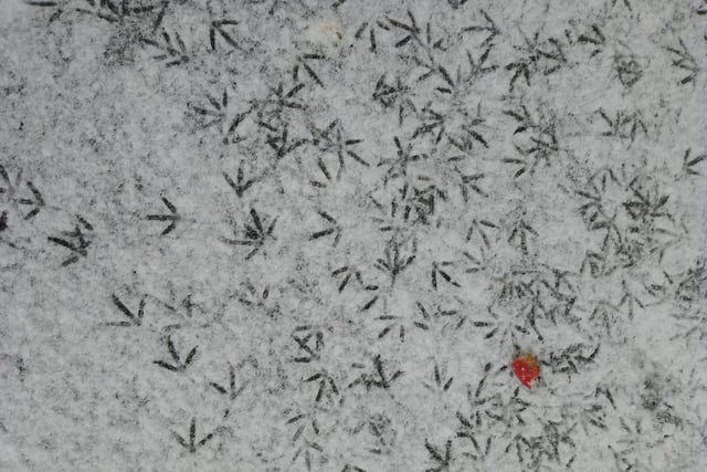 Adam Brock shared this photo of wee footprints in the snow